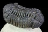 Morocops Trilobite - Foum Zguid, Morocco #67885-4